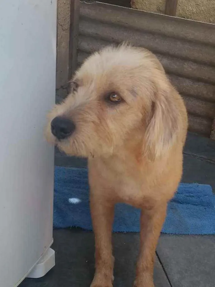Cachorro ra a srd idade 2 anos nome Lucky