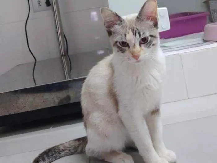 Gato ra a Srd idade 2 a 6 meses nome Nina