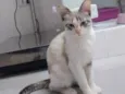 Nina