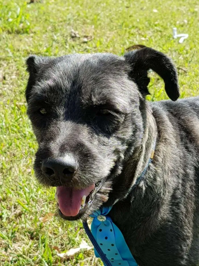 Cachorro ra a SRD idade 3 anos nome SANSÃO
