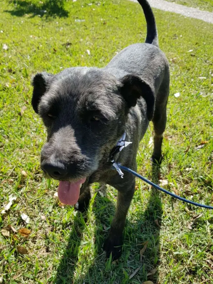 Cachorro ra a SRD idade 3 anos nome SANSÃO