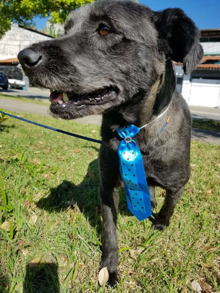 Cachorro ra a SRD idade 3 anos nome SANSÃO