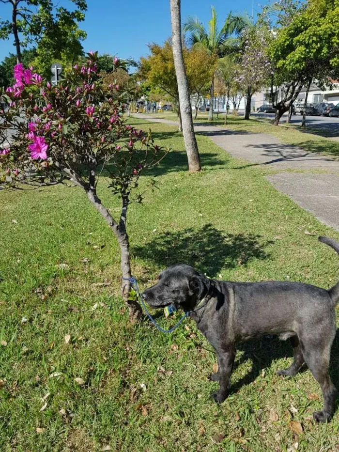 Cachorro ra a SRD idade 3 anos nome SANSÃO