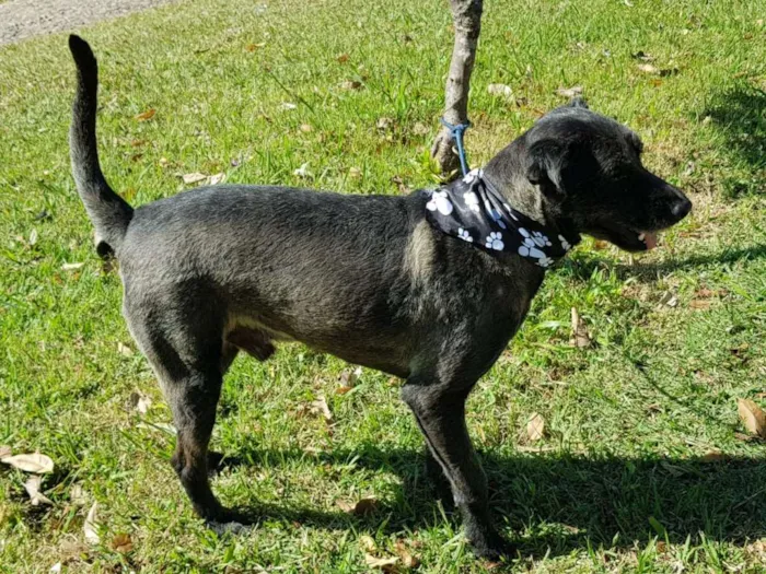 Cachorro ra a SRD idade 3 anos nome SANSÃO