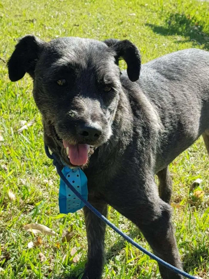 Cachorro ra a SRD idade 3 anos nome SANSÃO
