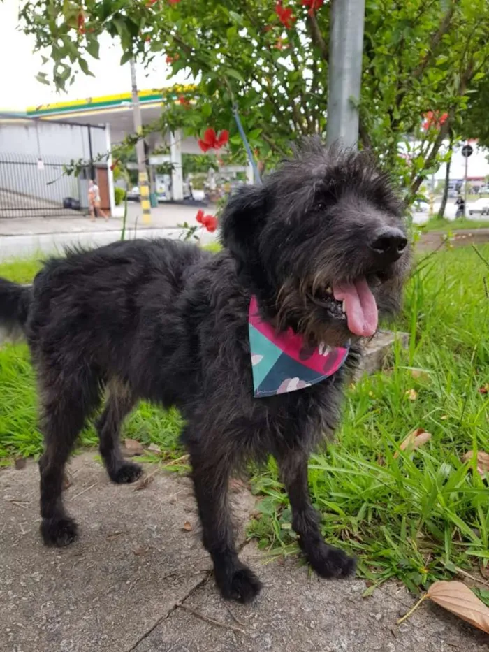 Cachorro ra a SRD idade 3 anos nome SANSÃO