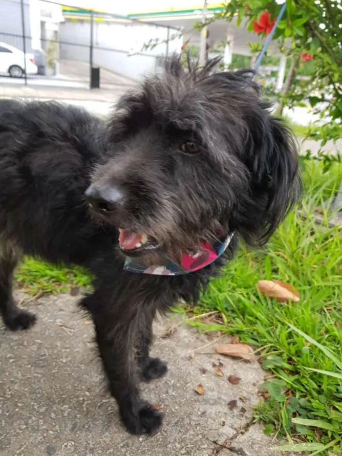 Cachorro ra a SRD idade 3 anos nome SANSÃO