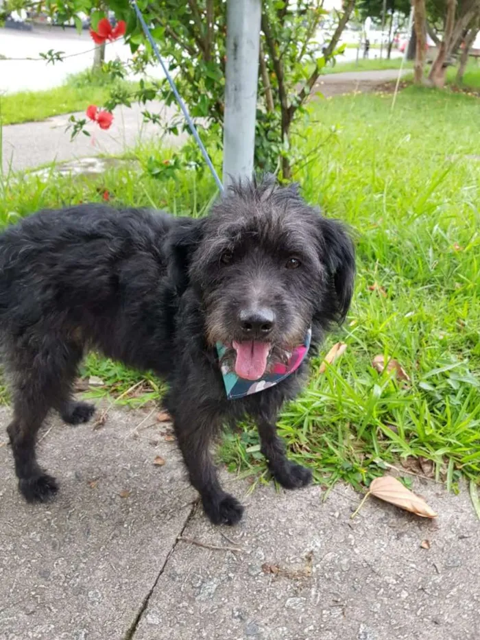 Cachorro ra a SRD idade 3 anos nome SANSÃO