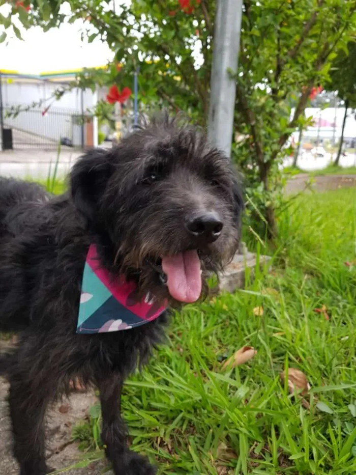 Cachorro ra a SRD idade 3 anos nome SANSÃO