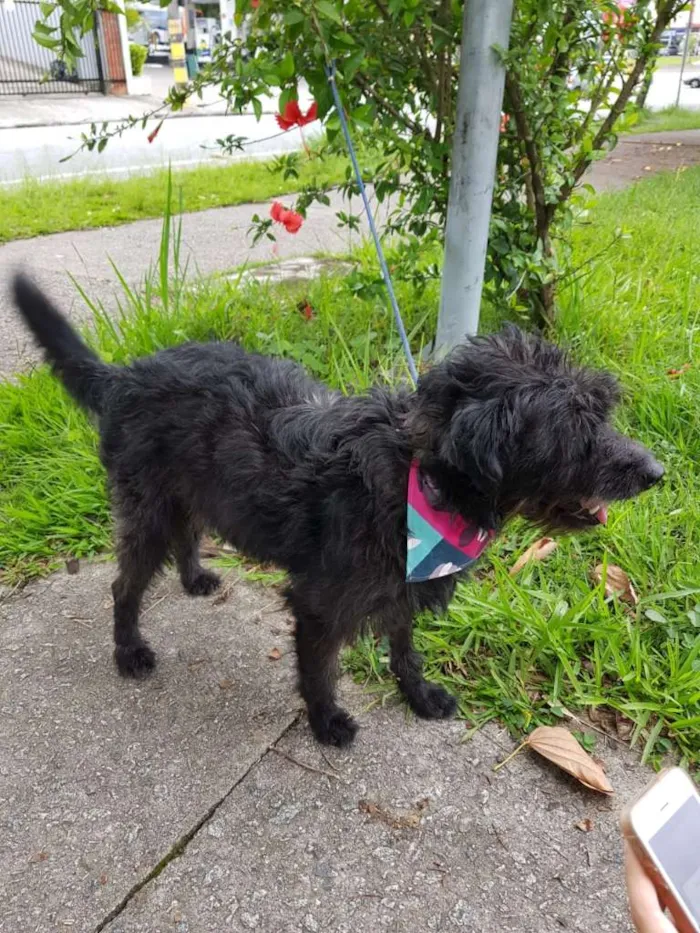 Cachorro ra a SRD idade 3 anos nome SANSÃO