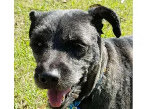 Cachorro raça SRD idade 3 anos nome SANSÃO