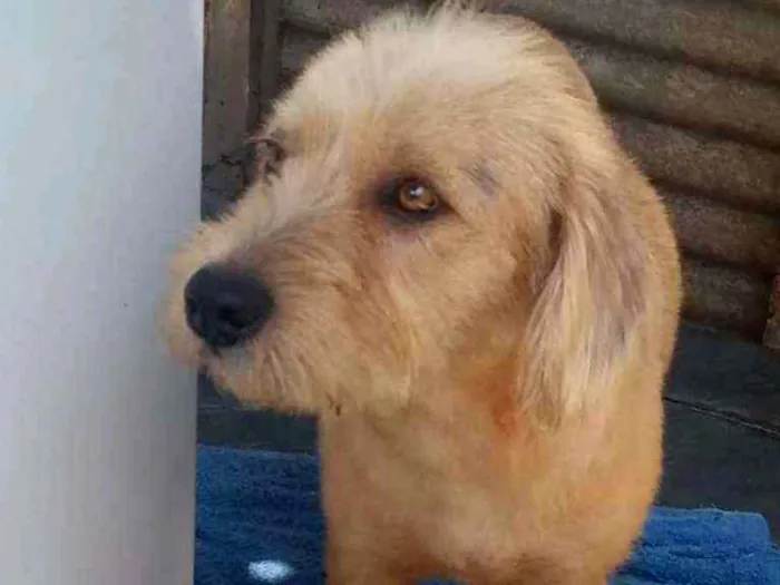 Cachorro ra a srd idade 2 anos nome Lucky
