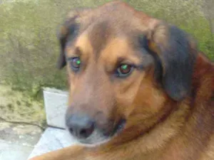 Cachorro raça Sem raça  idade 6 ou mais anos nome Scobby