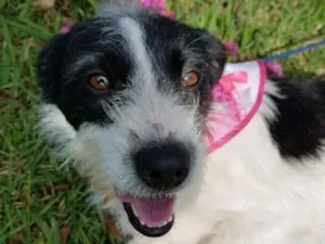 Cachorro raça SRD idade 1 ano nome JULLY
