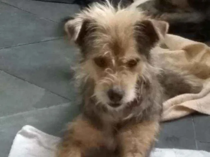 Cachorro ra a srd idade 1 ano nome Raul