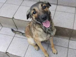 Cachorro raça SRD idade 7 a 11 meses nome FIlhota