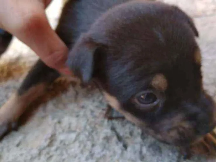 Cachorro ra a Vira lata idade Abaixo de 2 meses nome Sem nome