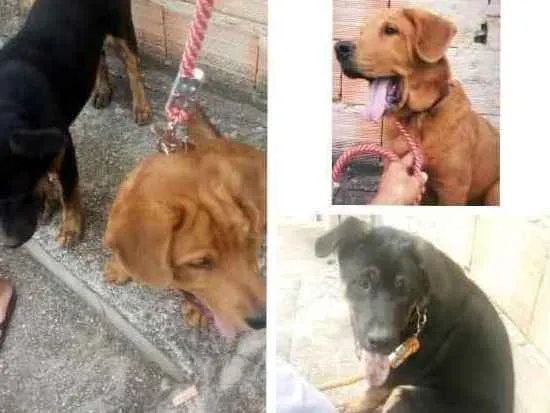 Cachorro ra a Xau xau com fila  idade 1 ano nome Marley e negão