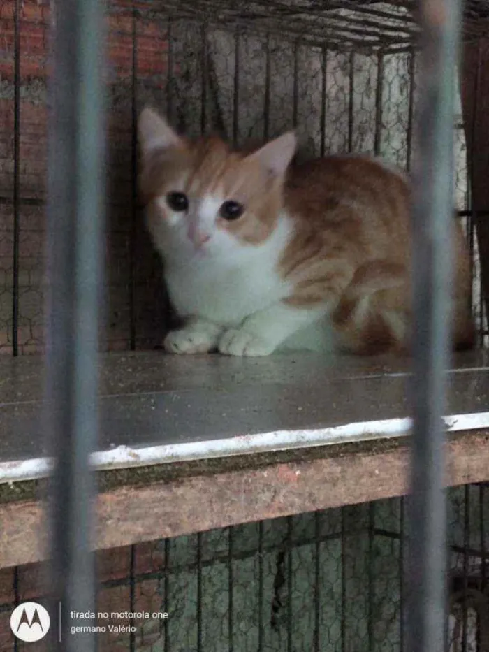 Gato ra a Srd idade 2 a 6 meses nome Janete
