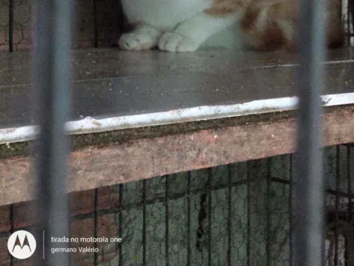 Gato ra a Srd idade 2 a 6 meses nome Janete