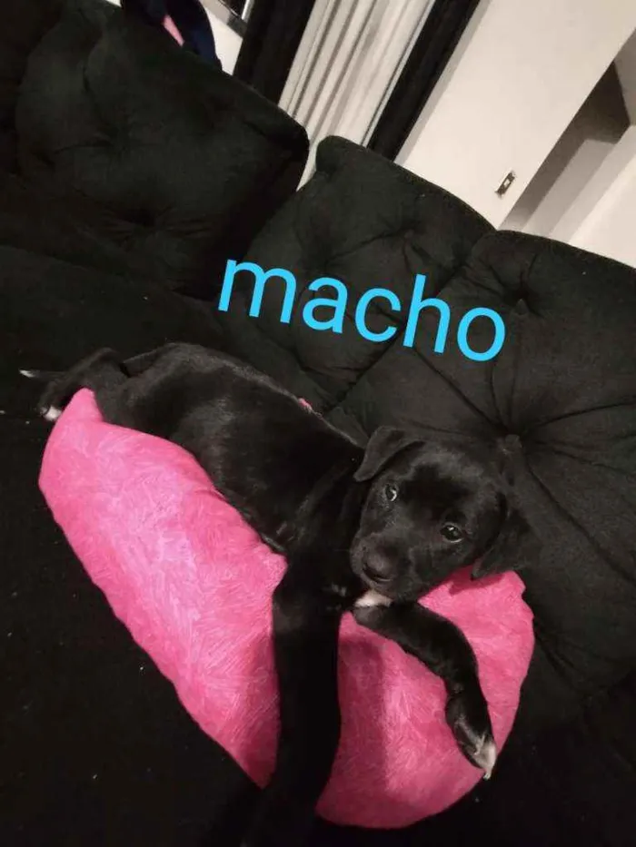 Cachorro ra a Srd idade Abaixo de 2 meses nome Sirius 