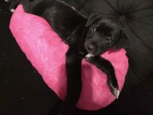 Cachorro raça Srd idade Abaixo de 2 meses nome Sirius 