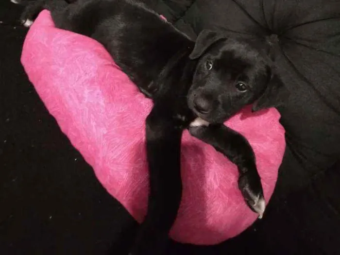 Cachorro ra a Srd idade Abaixo de 2 meses nome Sirius 