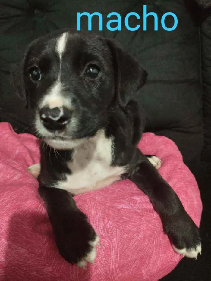 Cachorro ra a Srd idade Abaixo de 2 meses nome Avalon