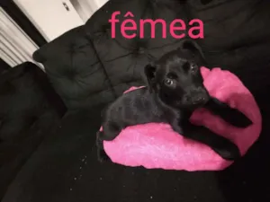 Cachorro raça Srd  idade Abaixo de 2 meses nome Govinda