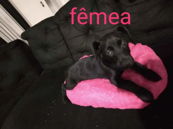 Cachorro ra a Srd  idade Abaixo de 2 meses nome Govinda