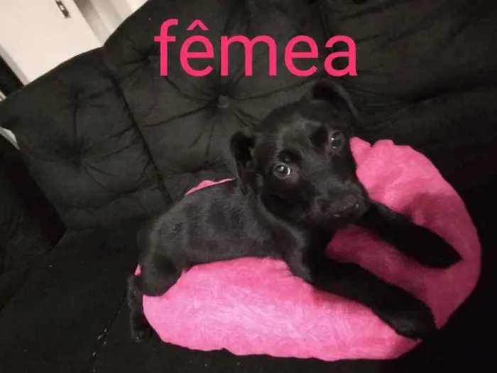 Cachorro ra a Srd  idade Abaixo de 2 meses nome Govinda