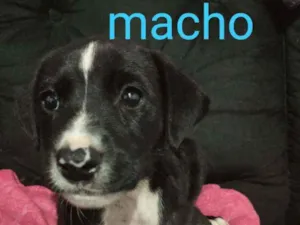 Cachorro raça Srd idade Abaixo de 2 meses nome Avalon