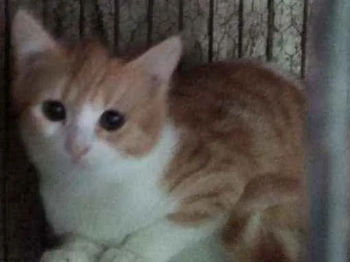 Gato ra a Srd idade 2 a 6 meses nome Janete
