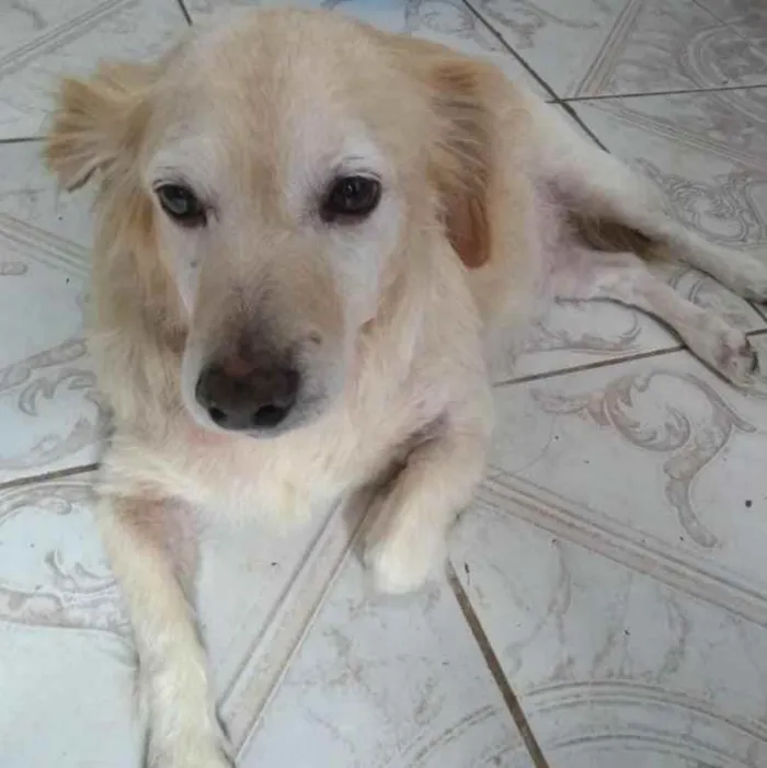 Cachorro ra a SRD idade 5 anos nome Thor