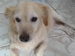 Cachorro raça SRD idade 5 anos nome Thor