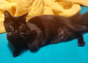 Gato raça SRD idade 7 a 11 meses nome Sam 