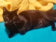Sam 