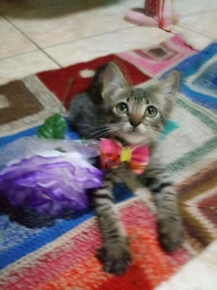 Gato ra a Comum tigresa idade 2 a 6 meses nome Milse