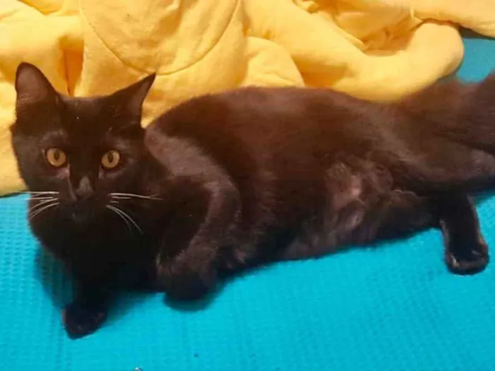 Gato ra a SRD idade 7 a 11 meses nome Sam 