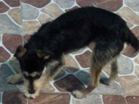 Cachorro ra a Sem raça definida  idade 7 a 11 meses nome Xulica ( Mel) 