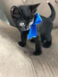Pantera negra