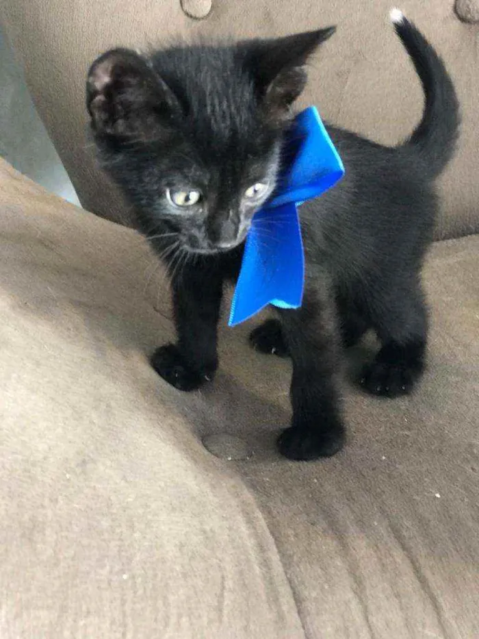 Gato ra a Comum idade 2 a 6 meses nome Pantera negra