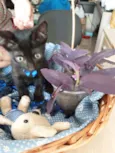 Pantera negra