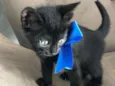 Pantera negra