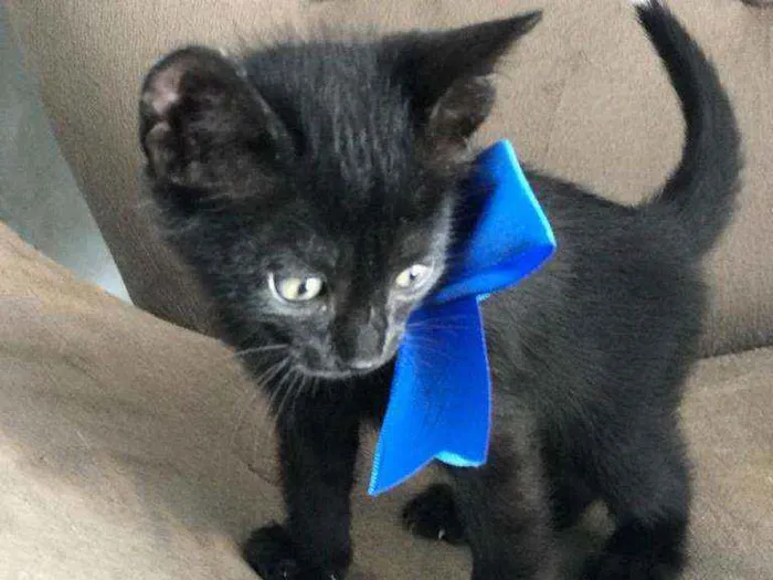 Gato ra a Comum idade 2 a 6 meses nome Pantera negra