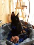 Pantera negra