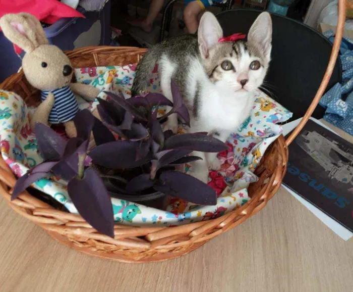 Gato ra a Comum estampada idade 2 a 6 meses nome Cacau