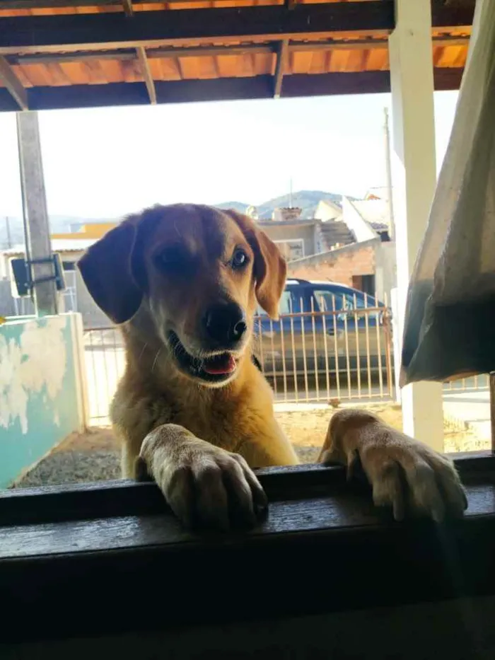 Cachorro ra a chow-chow com labrador  idade Abaixo de 2 meses nome Sara