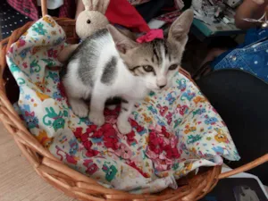 Gato raça Comum estampada idade 2 a 6 meses nome Cacau