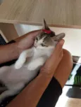 Cacau